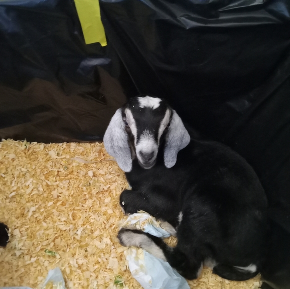 Meet your Posher, Evie - Picture 13 of 13